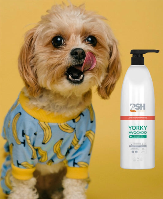 Maltese and Yorkshire shampoo